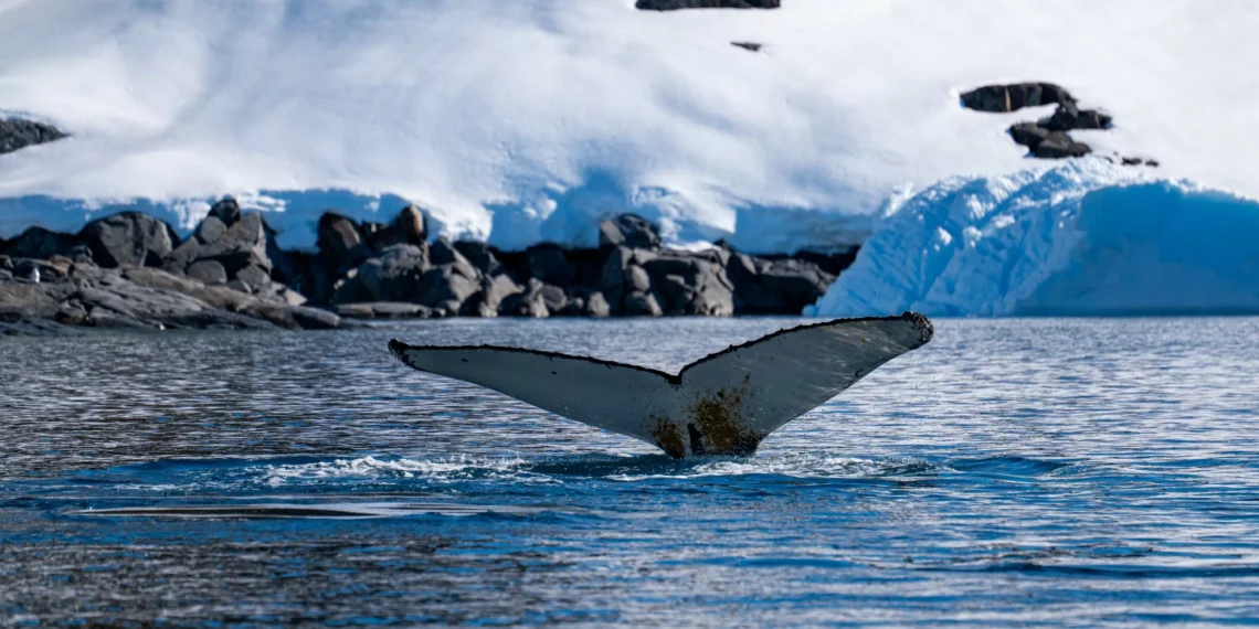 Australian scientists find new marine life in Antarctica