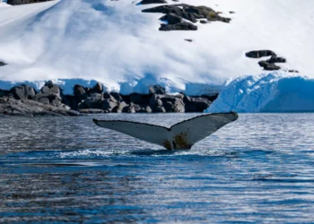 Australian scientists find new marine life in Antarctica