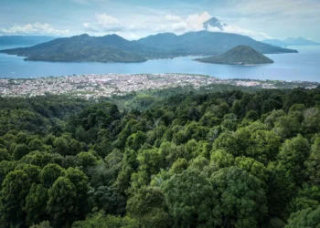 Indonesia’s clove industry on brink as climate change worsens