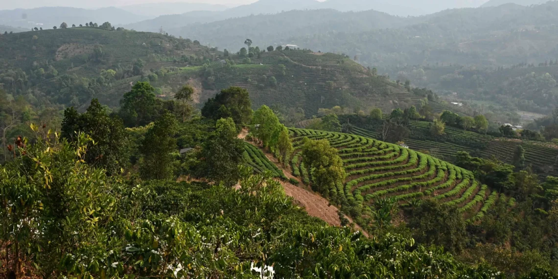 Tea farms could shrink by 2050 due to climate crisis: FAO
