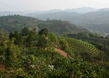 Tea farms could shrink by 2050 due to climate crisis: FAO