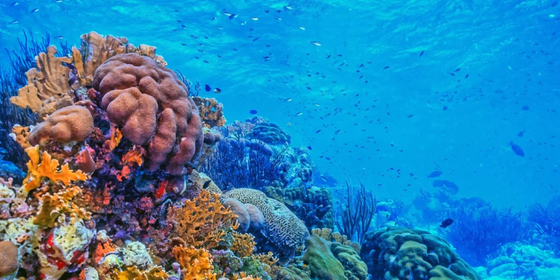 Coral reefs face collapse as climate heats up, scientists warn