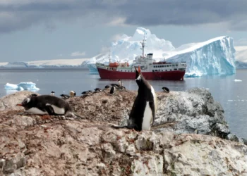 Antarctic emperor penguins hit hard by global warming: Study