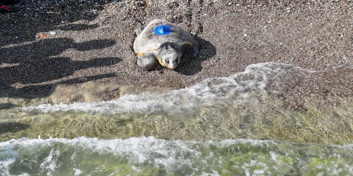 Antalya launches smart tracking for endangered caretta caretta