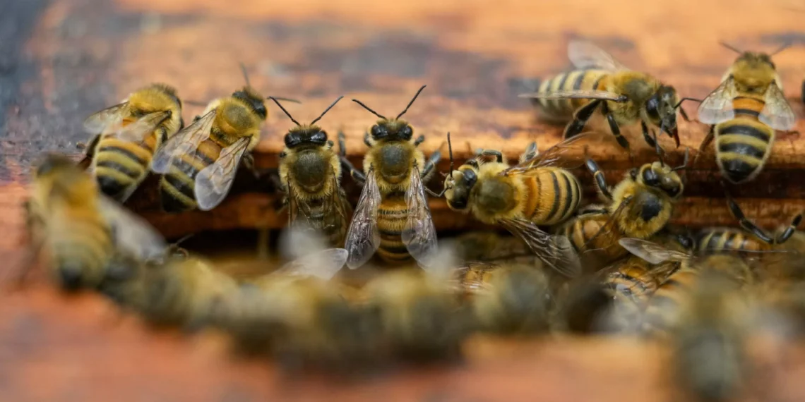As climate warms, bees face new challenges that affect us all
