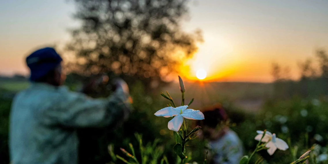 World smells sweet, but Egypt’s jasmine farmers pay price