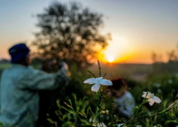 World smells sweet, but Egypt’s jasmine farmers pay price