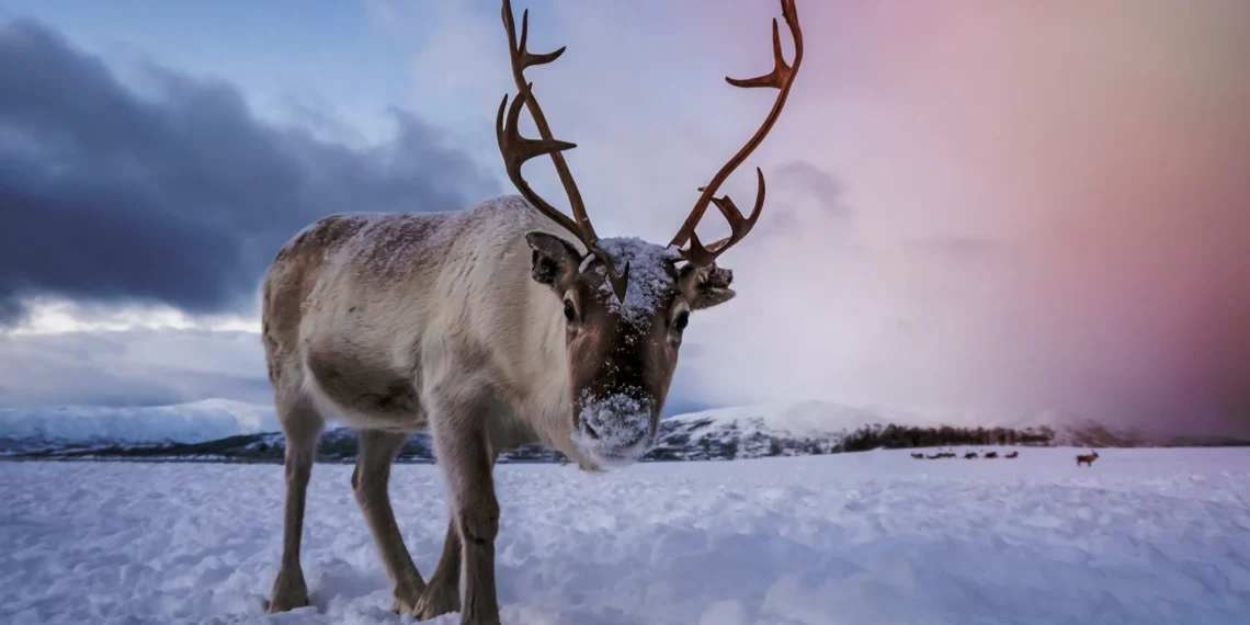Arctic reindeer at risk from rapid climate change: Researchers