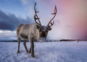 Arctic reindeer at risk from rapid climate change: Researchers