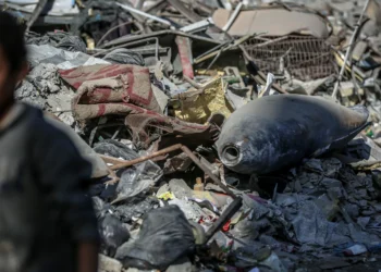 We Asked People in Gaza What They Think of the Ceasefire: “Just a Declaration, Not Reality”