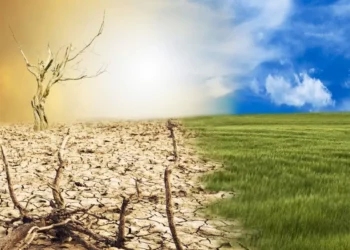 COP30 Must Deliver On Adaptation, Just Transition And Finance: UNDP India Representative | Exclusive