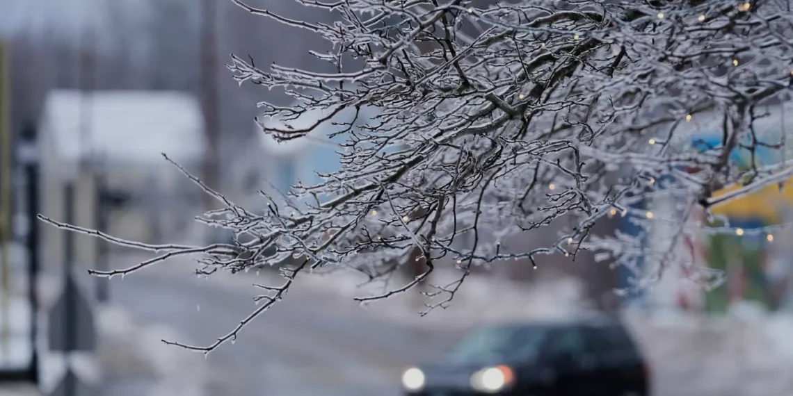 So cold that trees will explode? Not exactly, expert explains