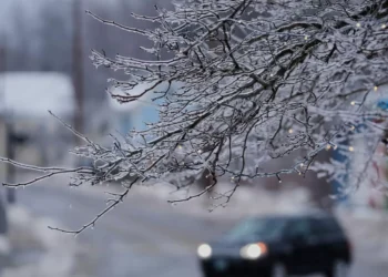 So cold that trees will explode? Not exactly, expert explains