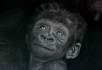 Pictures reveal adorable baby gorilla born at Kent animal park