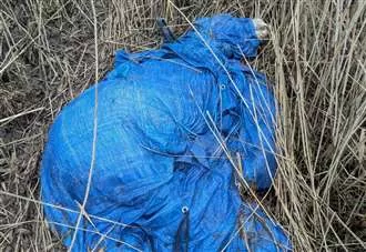 Dead ponies dumped in field covered in plastic