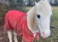 Five-year ban imposed on horse owner who left pony in ‘continuous suffering’