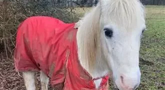 Five-year ban imposed on horse owner who left pony in ‘continuous suffering’
