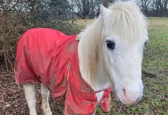 Five-year ban imposed on horse owner who left pony in ‘continuous suffering’